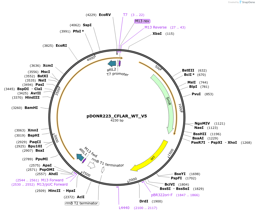 82936-plasmid-map-sequence-id-162399