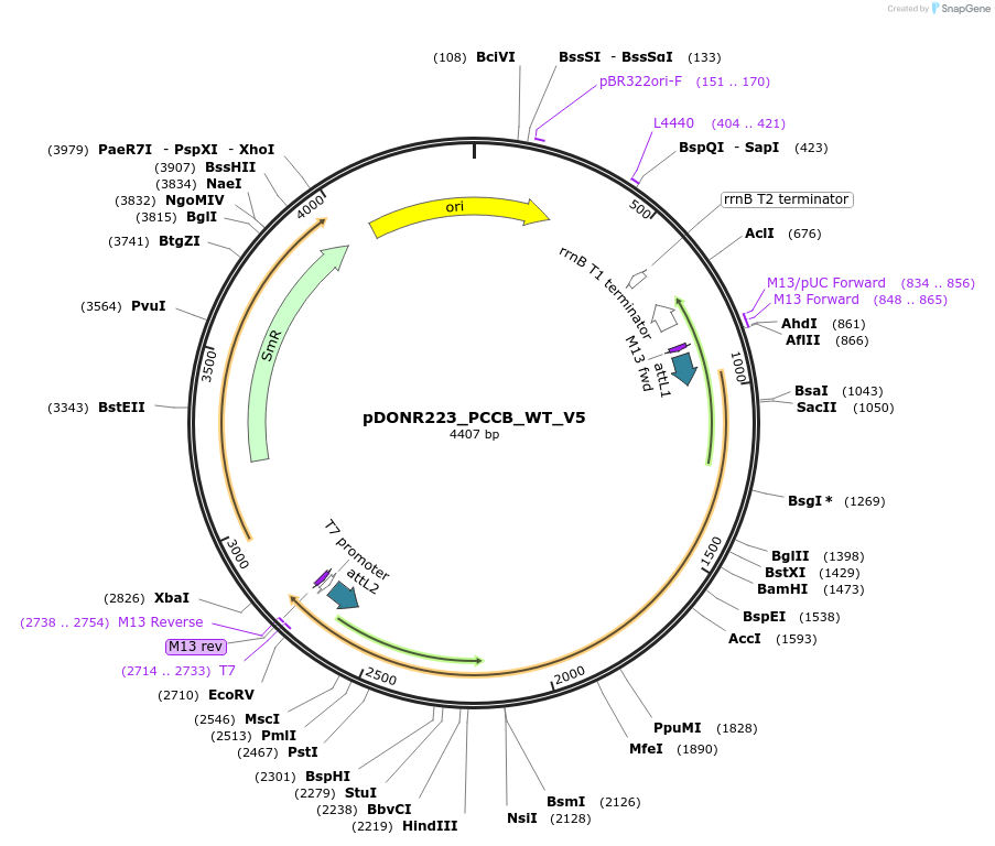 82938-plasmid-map-sequence-id-162405