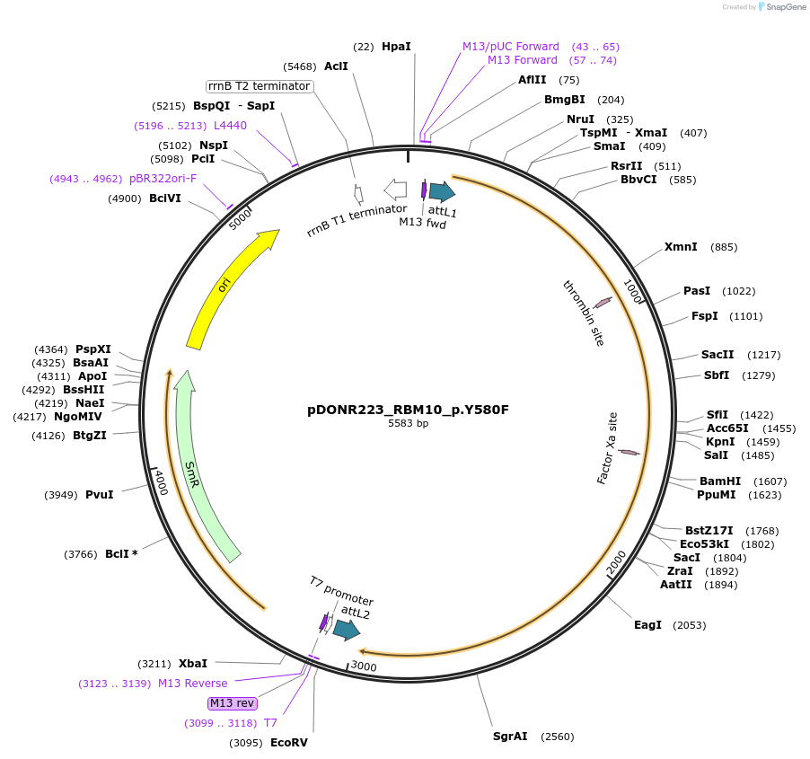 82834-plasmid-map-sequence-id-162448