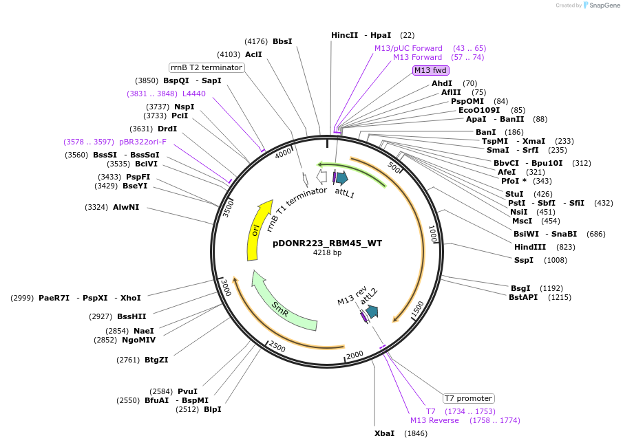 82892-plasmid-map-sequence-id-162473