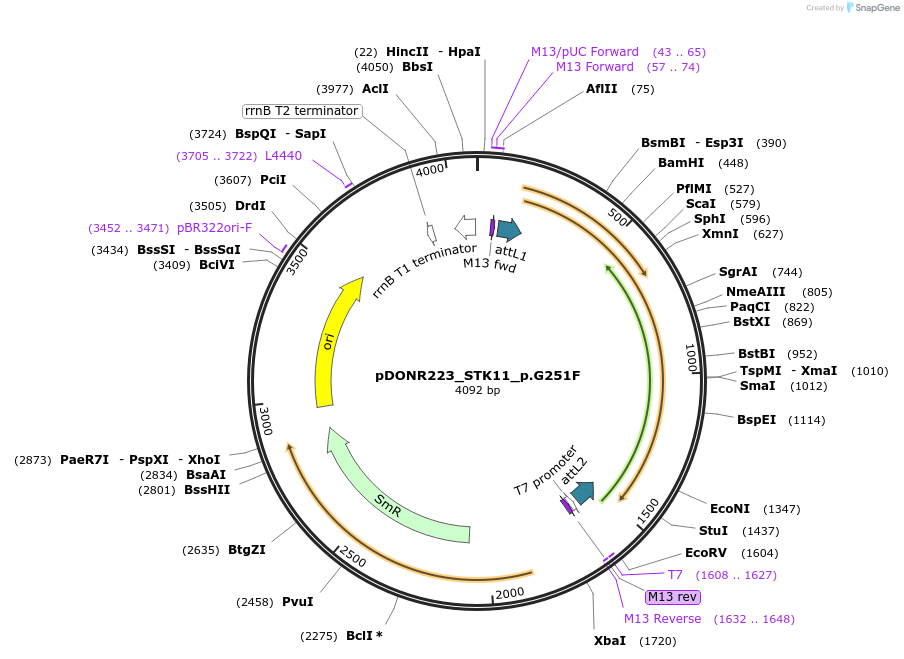 82862-plasmid-map-sequence-id-162489