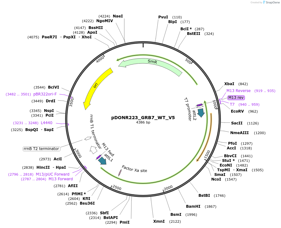 82942-plasmid-map-sequence-id-162516