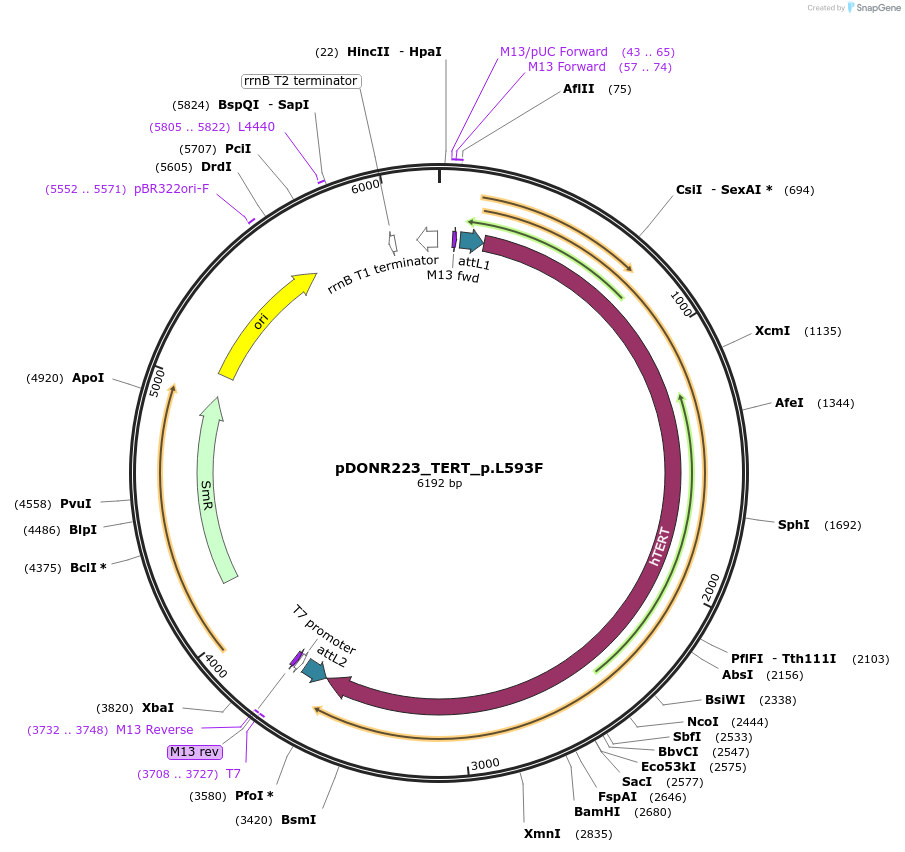 82856-plasmid-map-sequence-id-162526