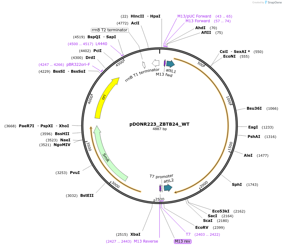 82887-plasmid-map-sequence-id-162533