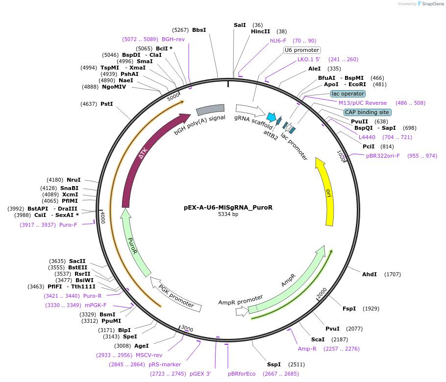 84781-plasmid-map-sequence-id-162537