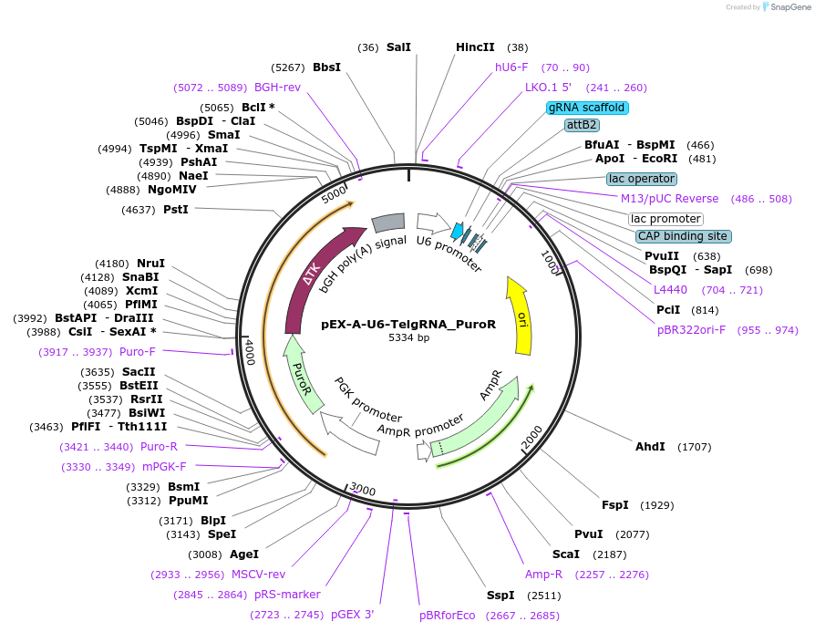 84782-plasmid-map-sequence-id-162539