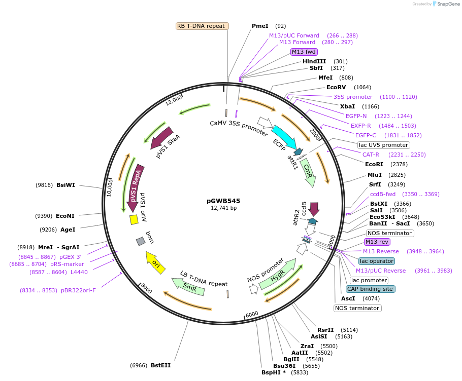 74879-plasmid-map-sequence-id-162625