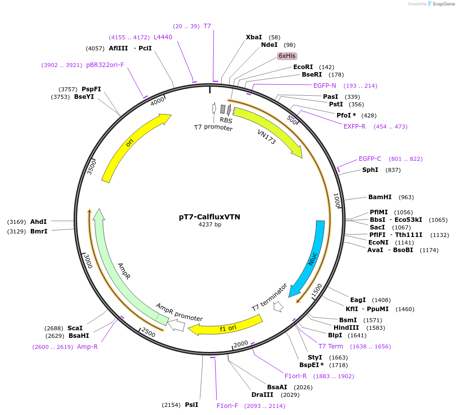 83926-plasmid-map-sequence-id-162632