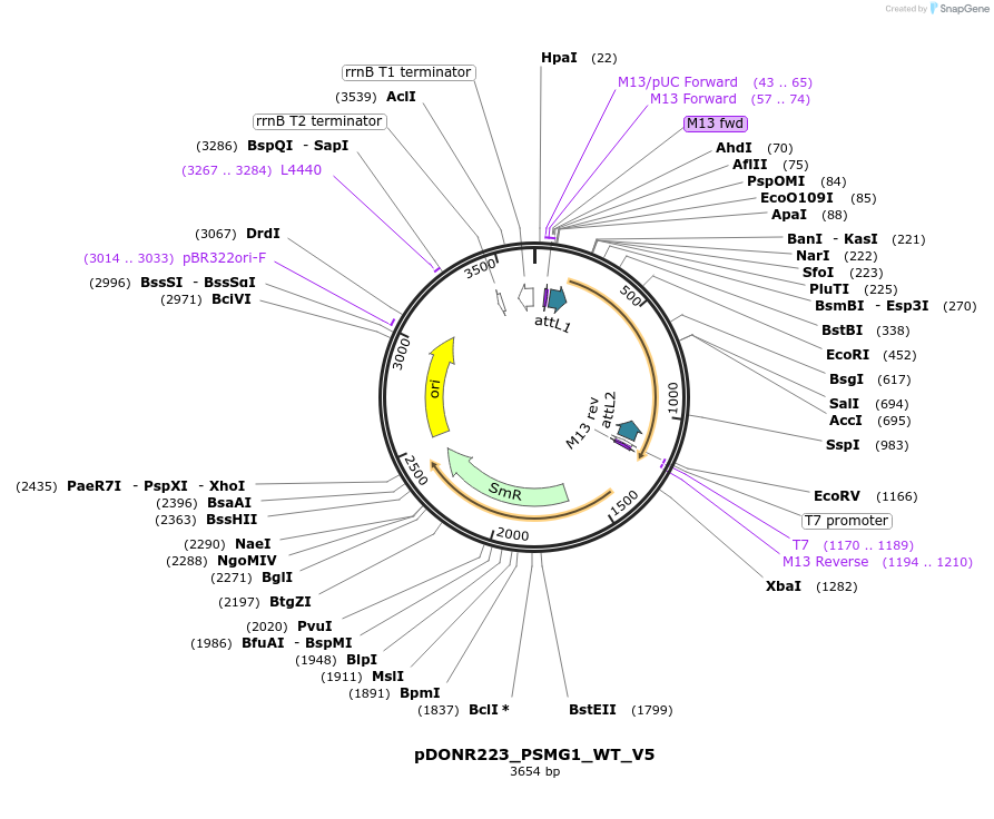82954-plasmid-map-sequence-id-162642