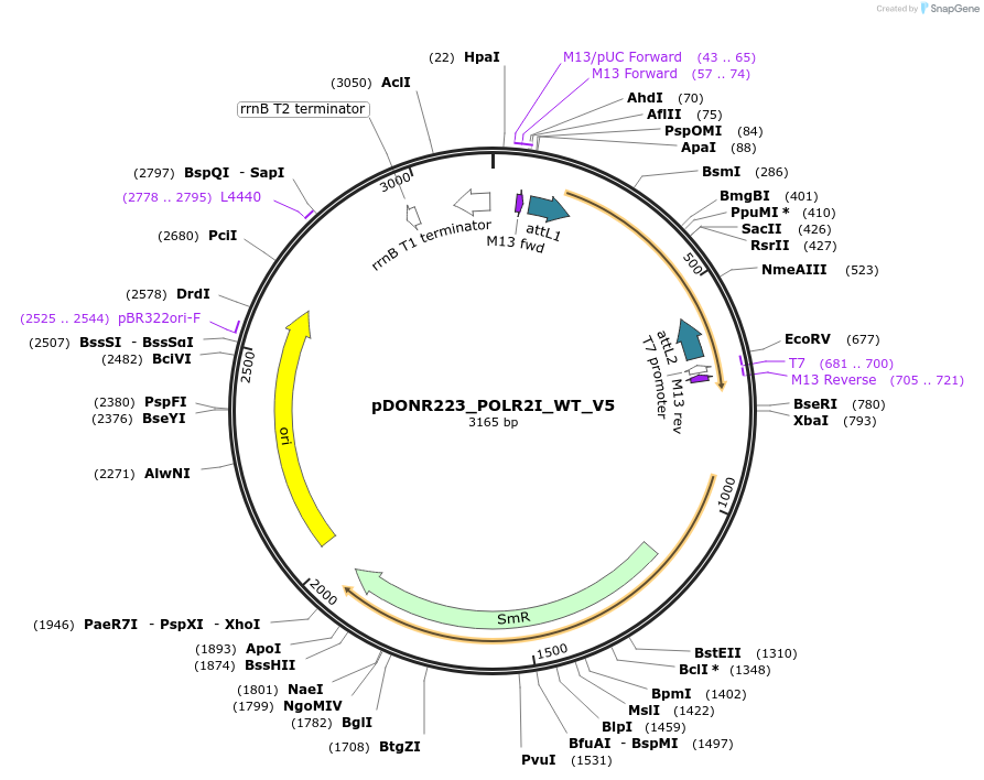 82955-plasmid-map-sequence-id-162644