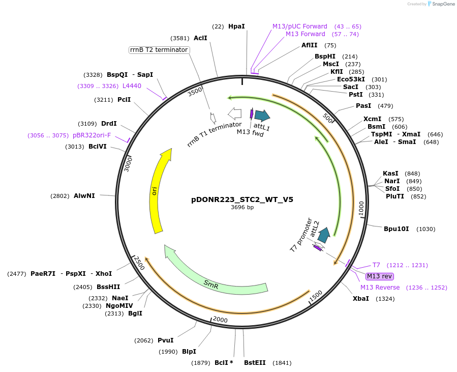 82957-plasmid-map-sequence-id-162648