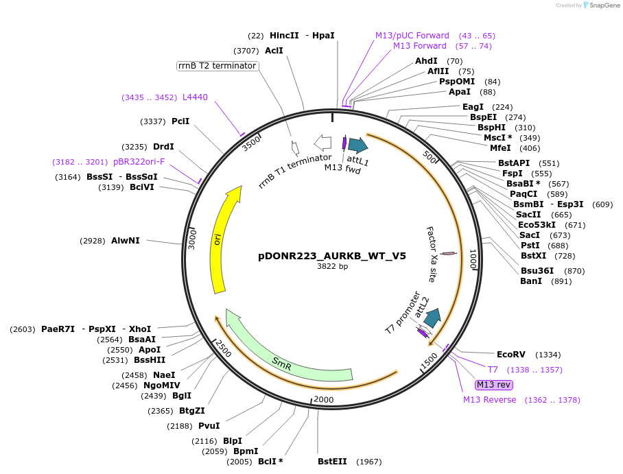 82963-plasmid-map-sequence-id-162676
