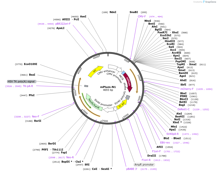 54629-plasmid-map-sequence-id-162740