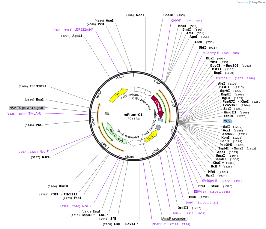 54839-plasmid-map-sequence-id-162744