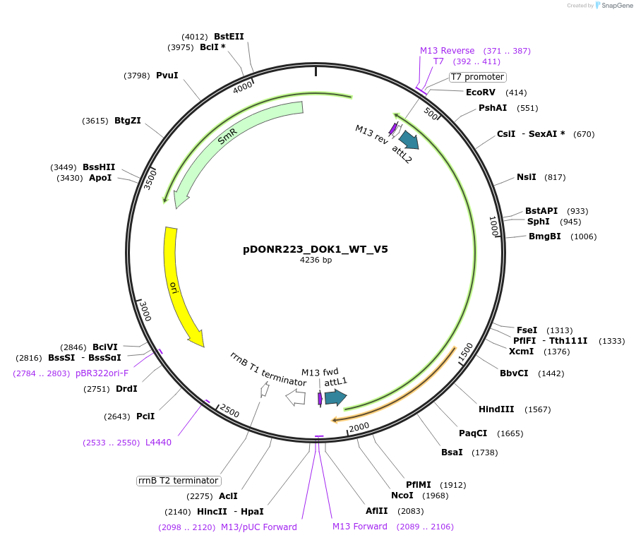 82974-plasmid-map-sequence-id-162768