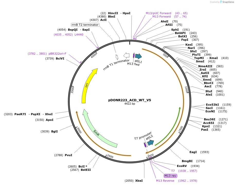 83001-plasmid-map-sequence-id-162778