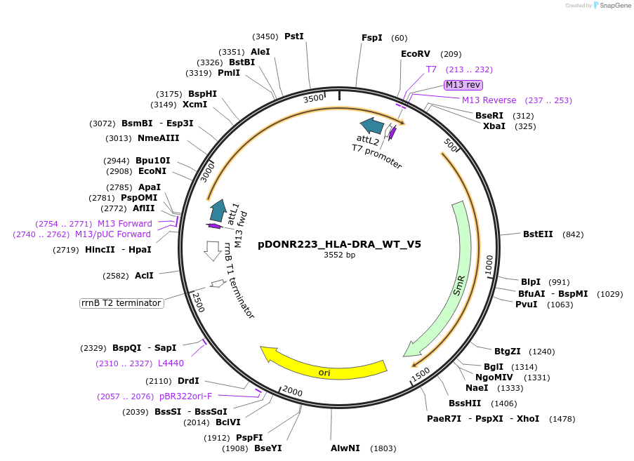 82983-plasmid-map-sequence-id-162807