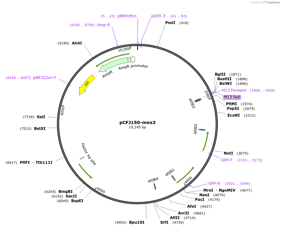 80361-plasmid-map-sequence-id-162809
