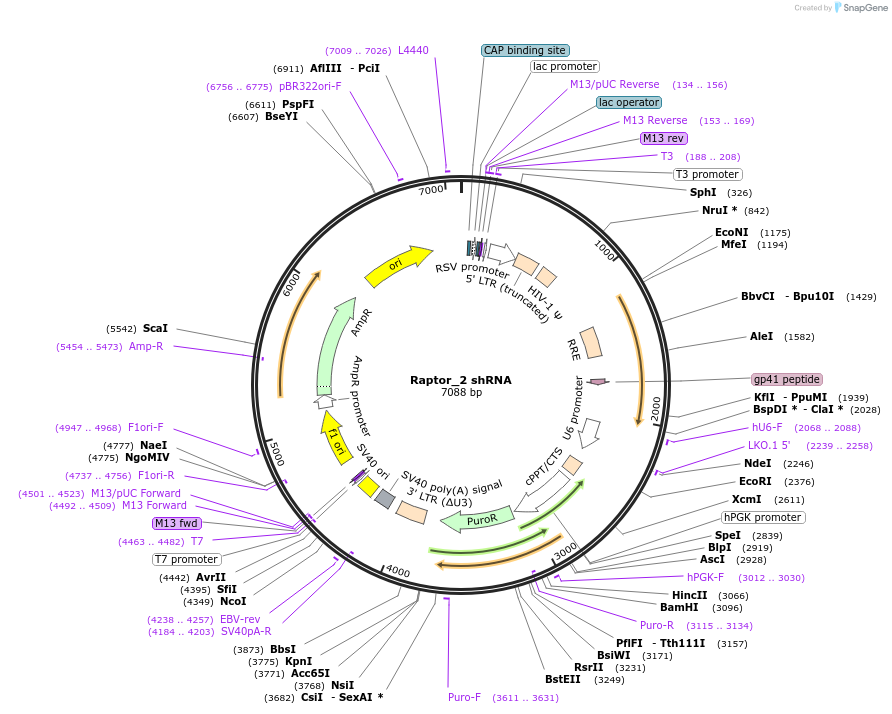 1858-plasmid-map-sequence-id-162823