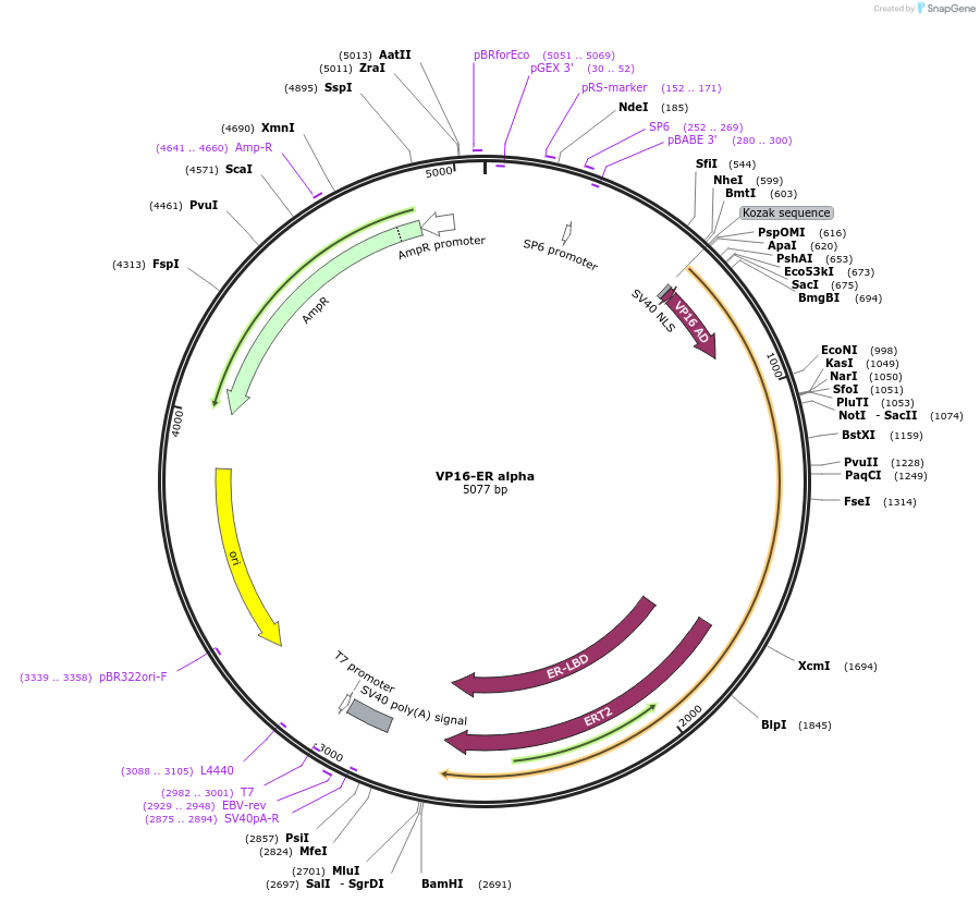 11351-plasmid-map-sequence-id-162852