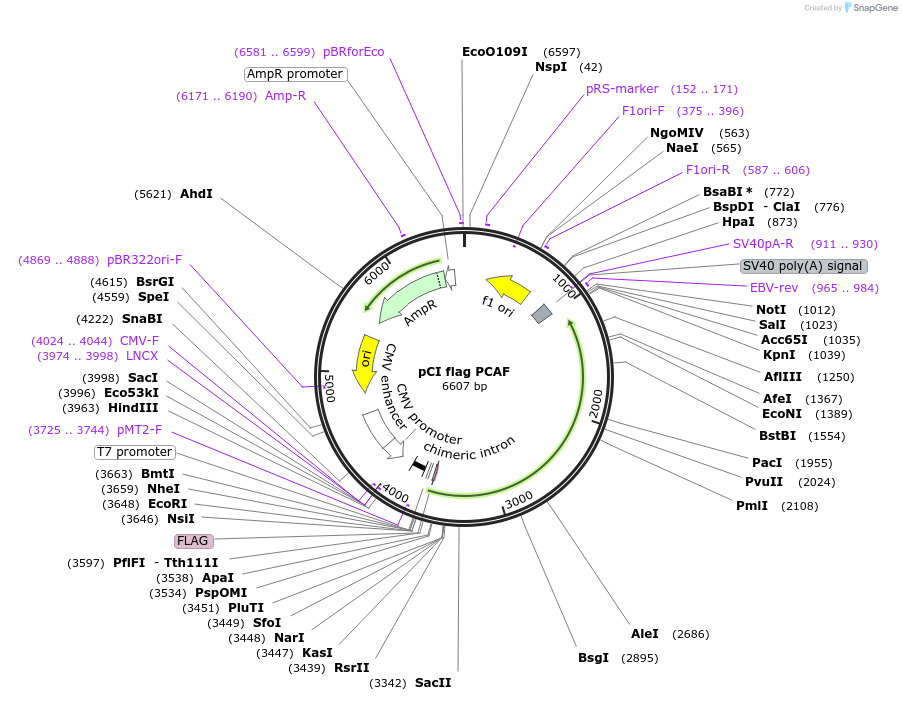 8941-plasmid-map-sequence-id-162855