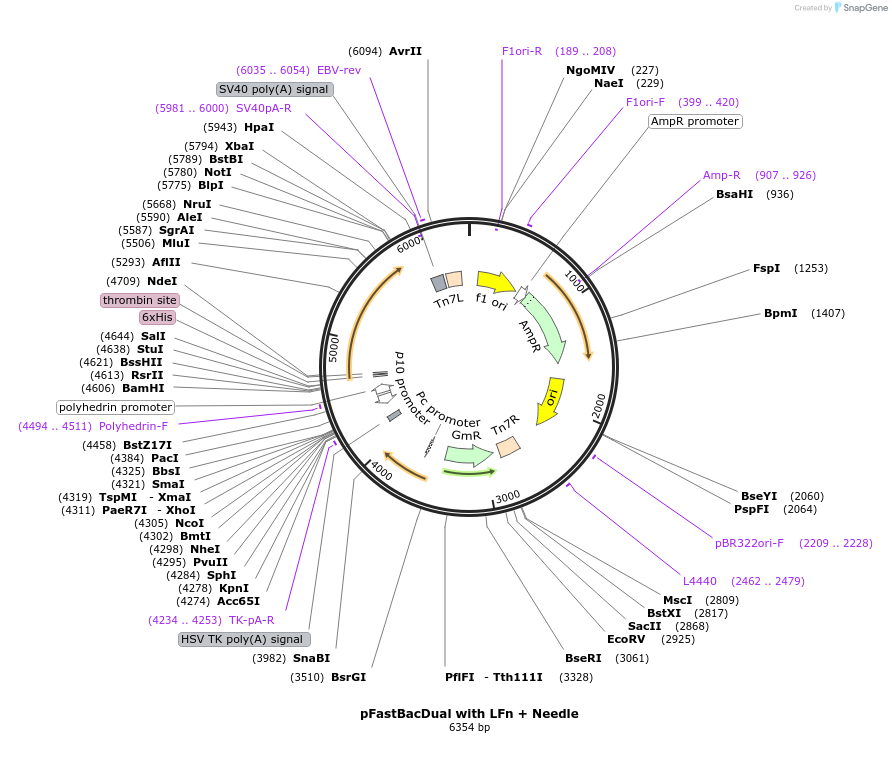 84868-plasmid-map-sequence-id-162901