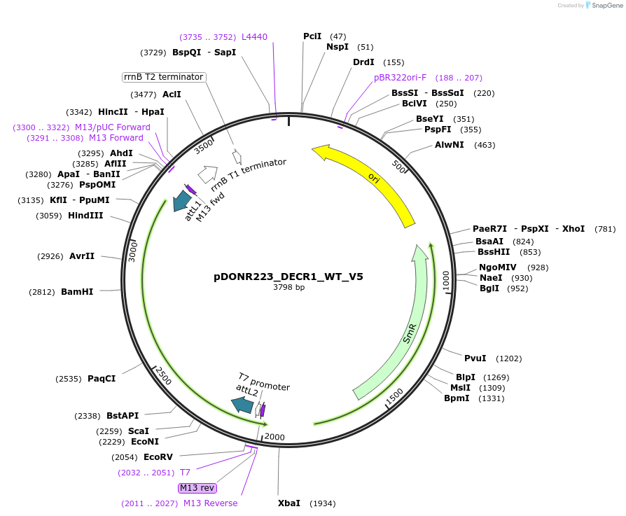 82989-plasmid-map-sequence-id-162913