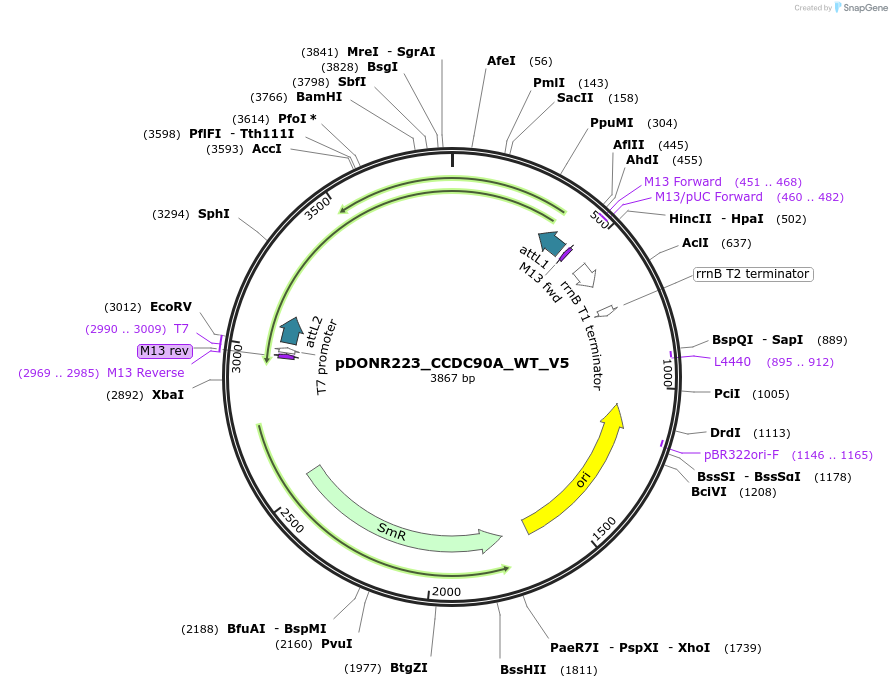 82992-plasmid-map-sequence-id-162923