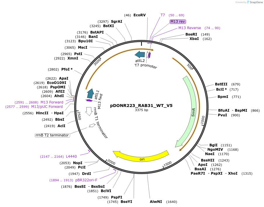 82993-plasmid-map-sequence-id-162925