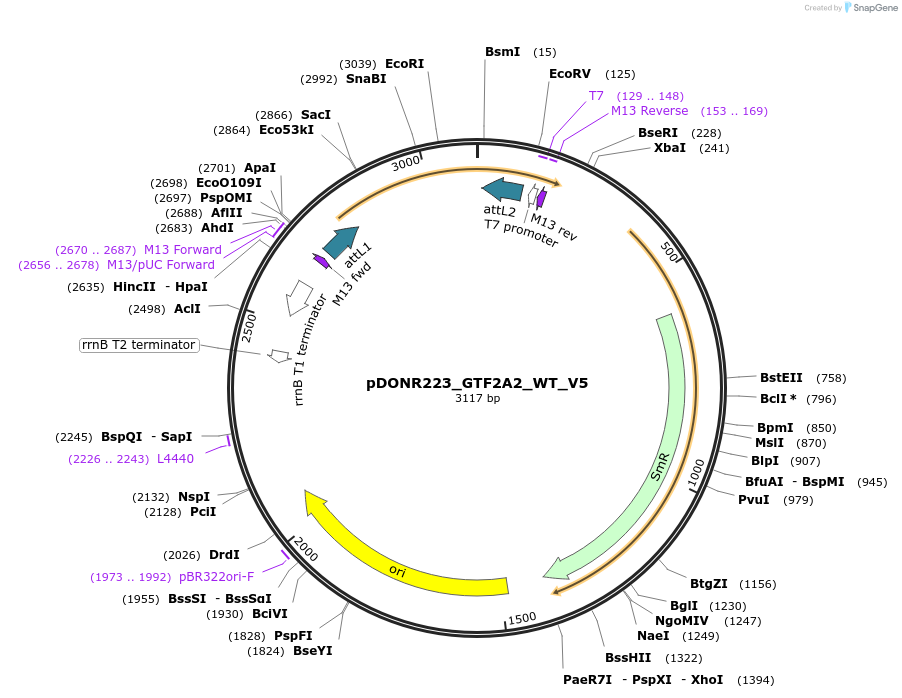82997-plasmid-map-sequence-id-162945