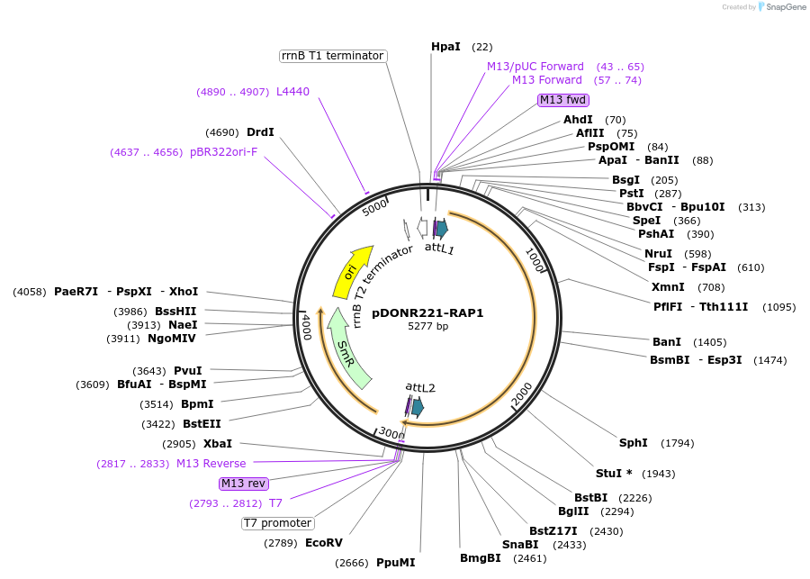 84525-plasmid-map-sequence-id-162952