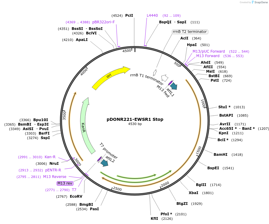 84887-plasmid-map-sequence-id-163027