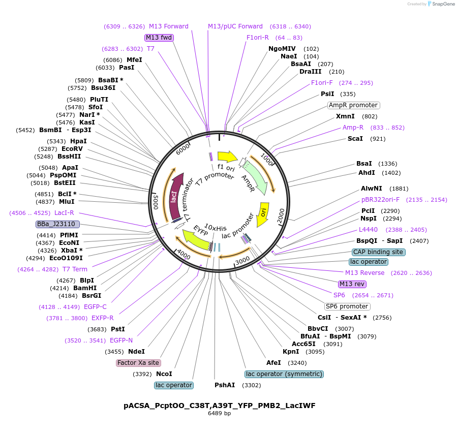 82021-plasmid-map-sequence-id-163057