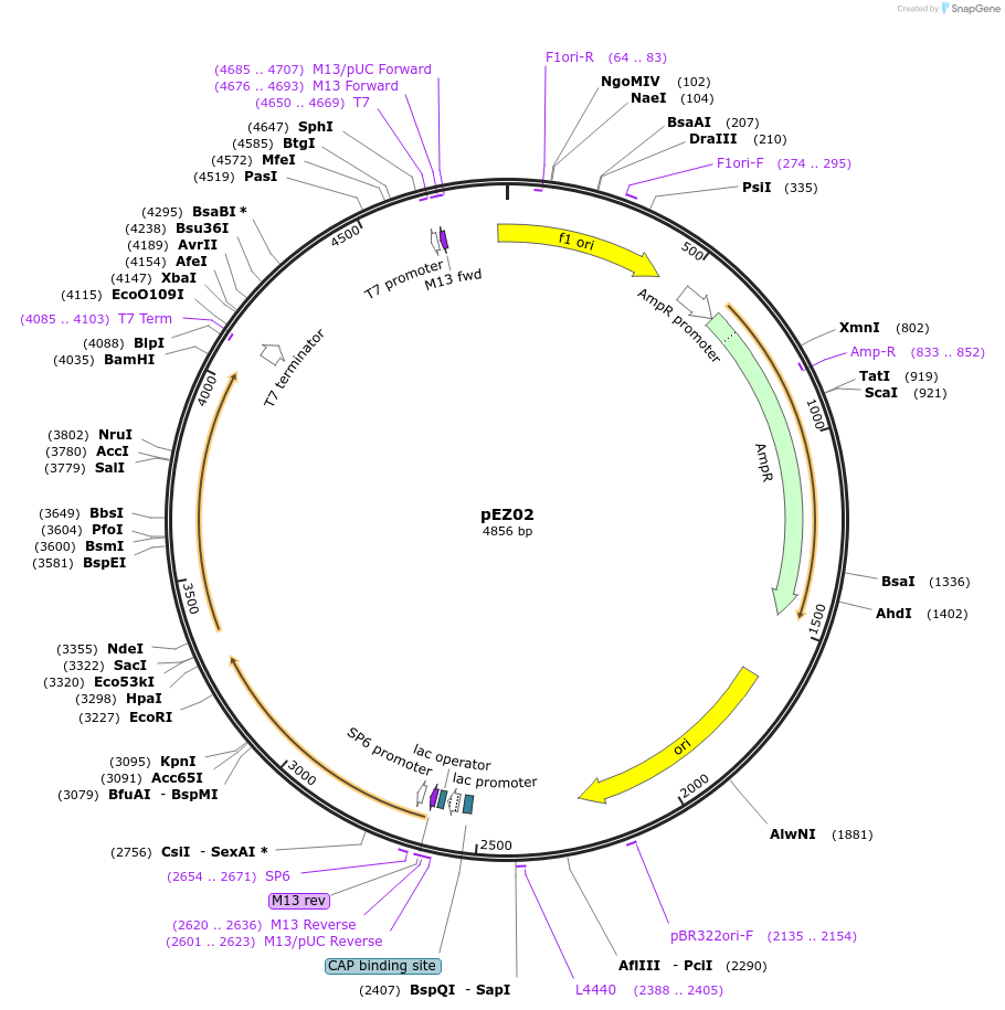 81125-plasmid-map-sequence-id-163058