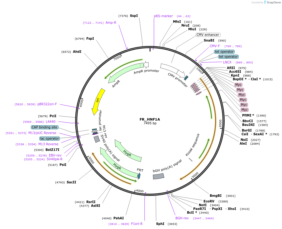 31104-plasmid-map-sequence-id-163059