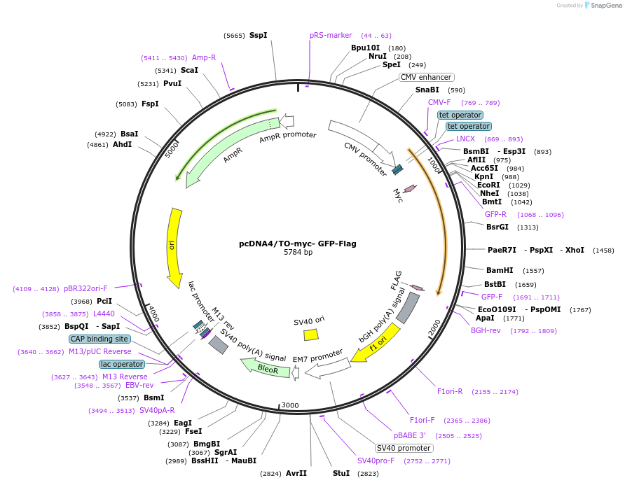 82471-plasmid-map-sequence-id-163075