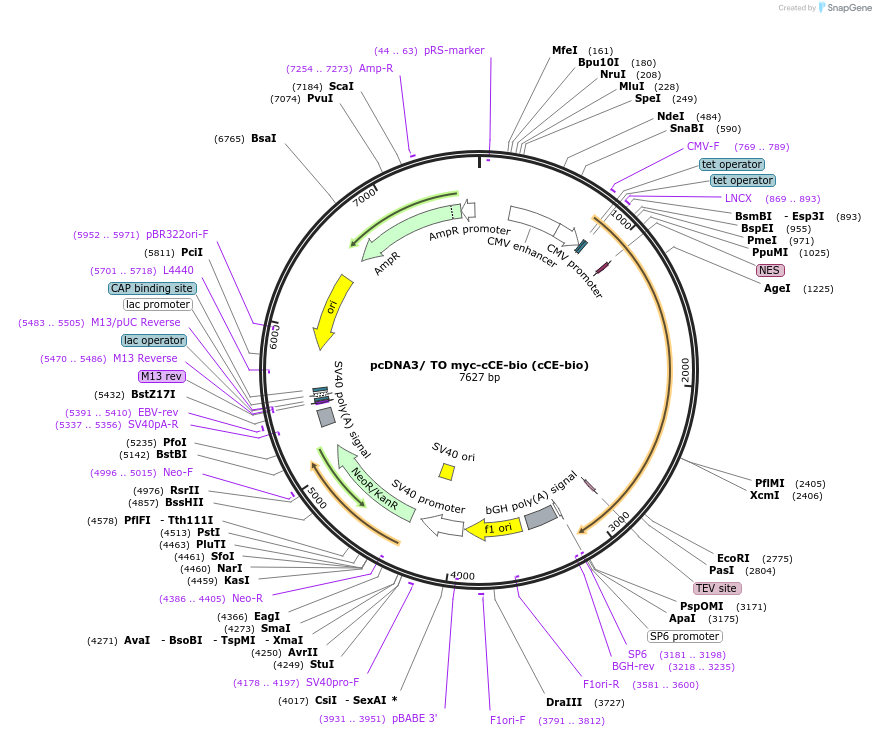 82473-plasmid-map-sequence-id-163076