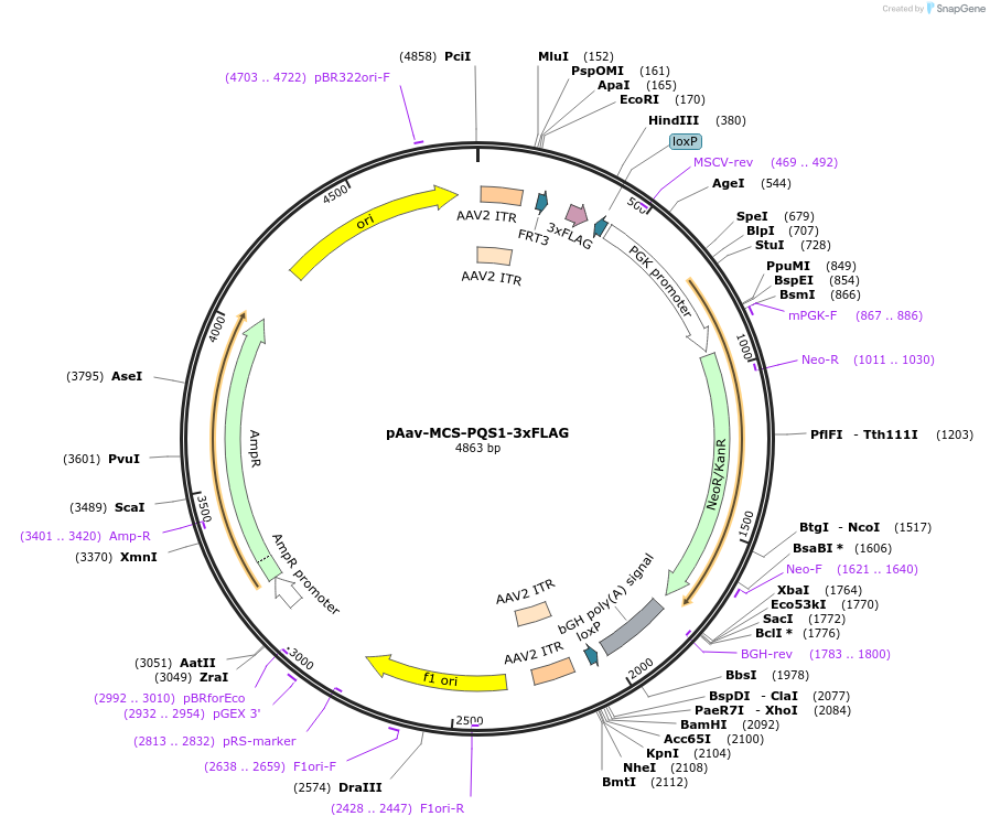 84883-plasmid-map-sequence-id-163077