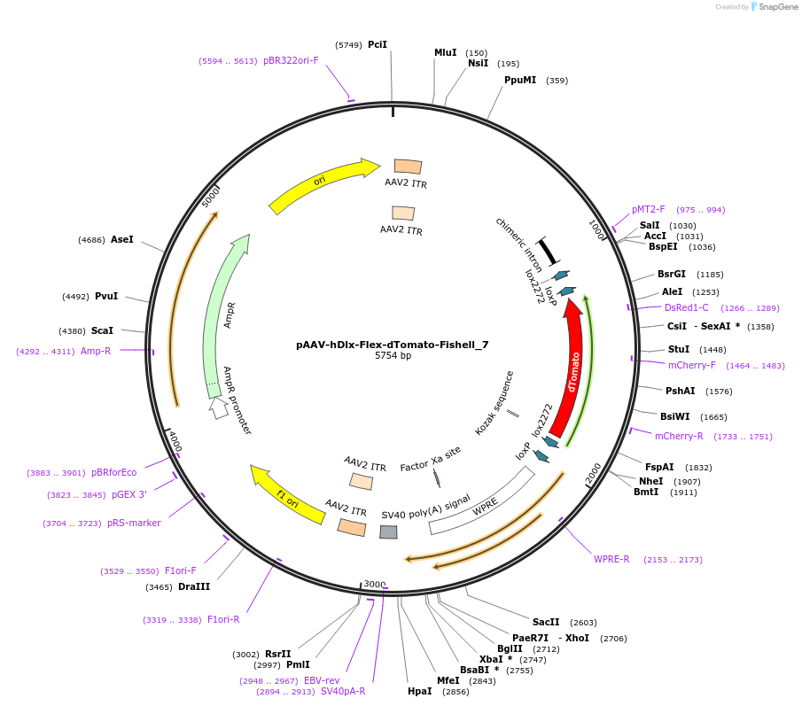 83894-plasmid-map-sequence-id-163144