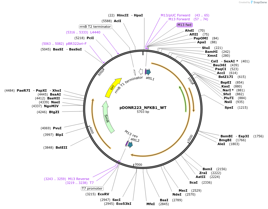 82149-plasmid-map-sequence-id-163178