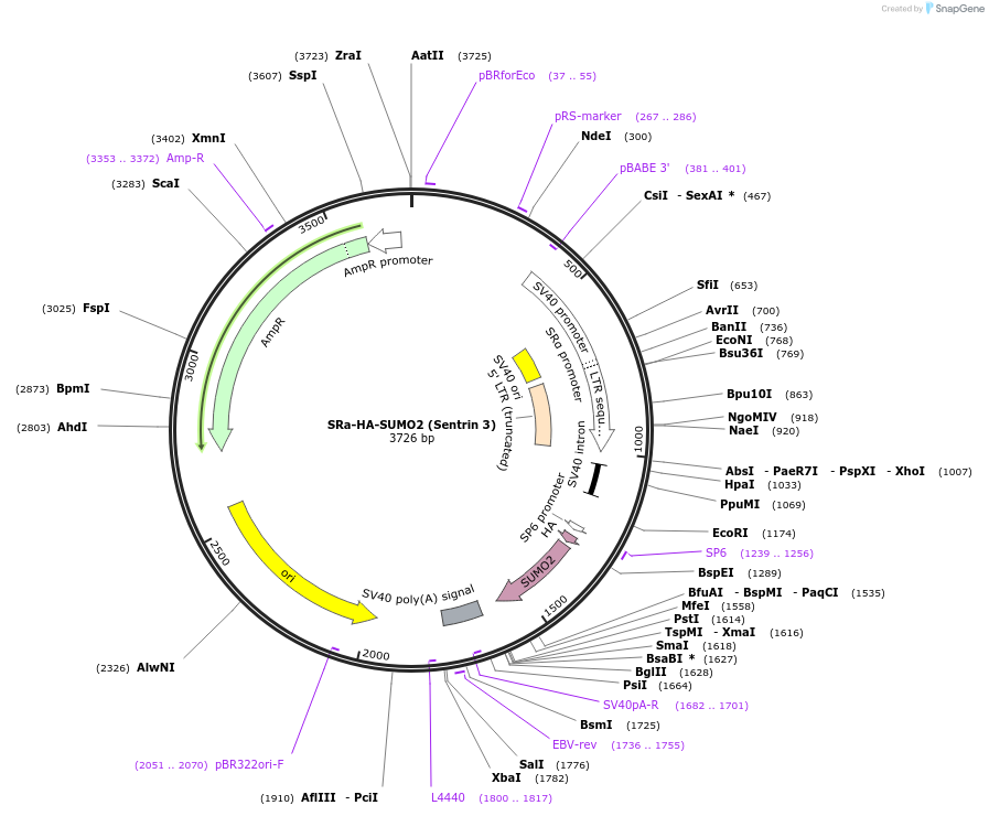 17360-plasmid-map-sequence-id-163191