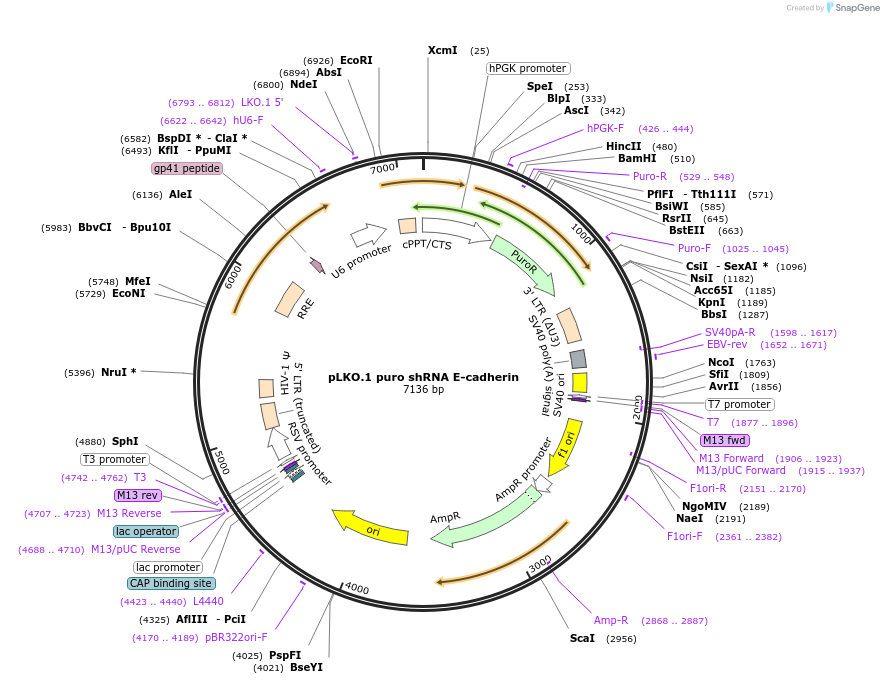 18801-plasmid-map-sequence-id-163195