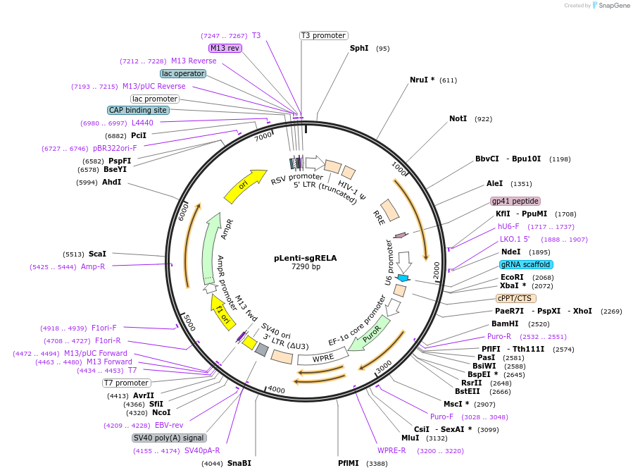 83944-plasmid-map-sequence-id-163207
