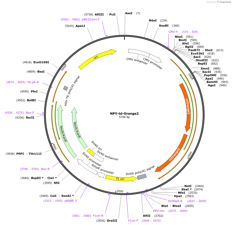 83497-plasmid-map-sequence-id-163237