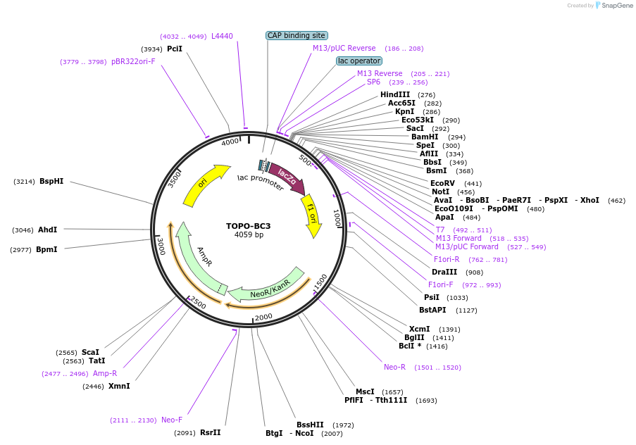 84397-plasmid-map-sequence-id-163310
