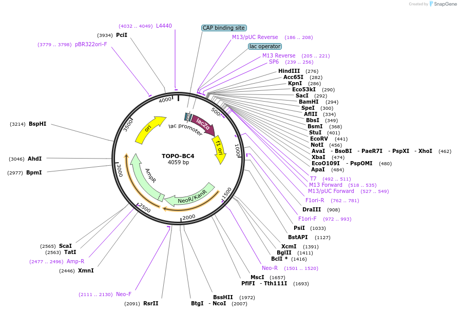 84398-plasmid-map-sequence-id-163313