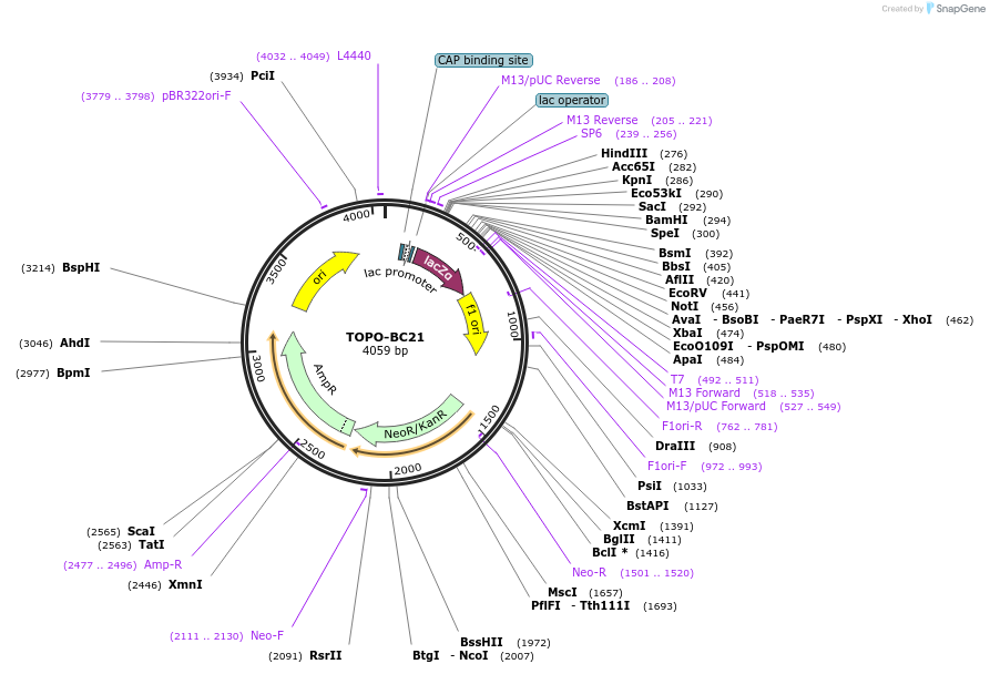 84415-plasmid-map-sequence-id-163351