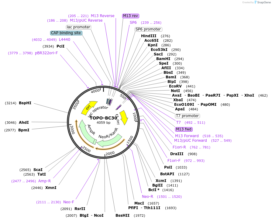 84424-plasmid-map-sequence-id-163370