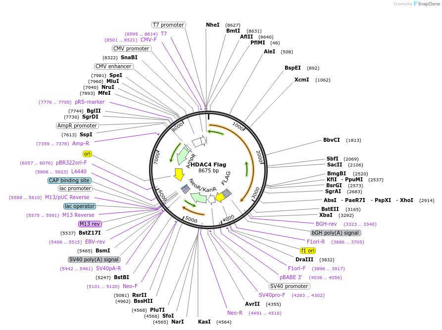 13821-plasmid-map-sequence-id-163444