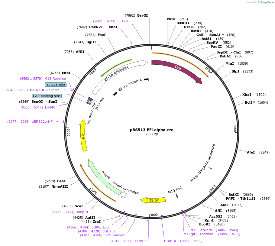 11918-plasmid-map-sequence-id-163454